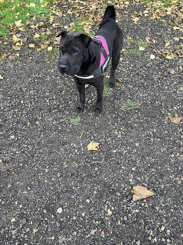 Quinbury Unleashed — secure dog field in Ware
