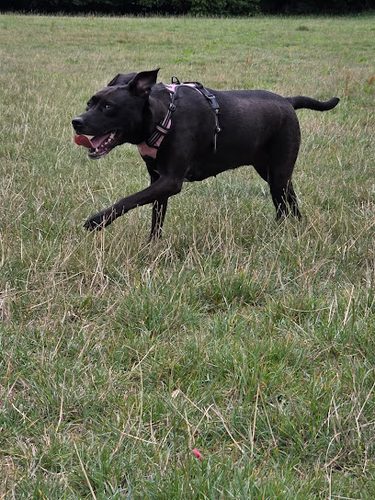 Edge Dog Field — secure dog field in Stroud
