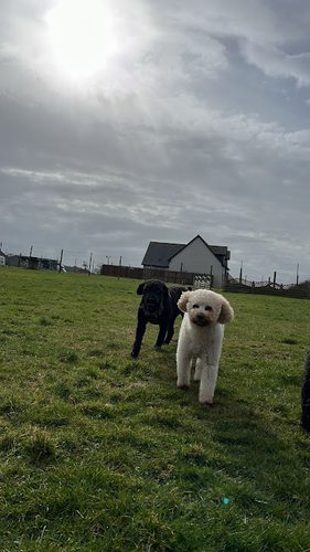 Canine Country Club — secure dog field in Stonehaven