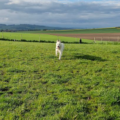 Paws n Run — secure dog field in Forfar