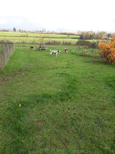 Houndsville — secure dog field in Wellington