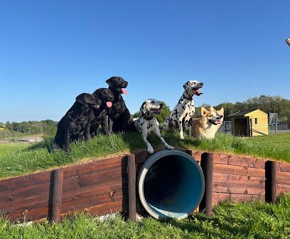 Zoomies at Aconbury — secure dog field in Hereford