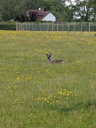 The Dog Walking Field - York — secure dog field in York