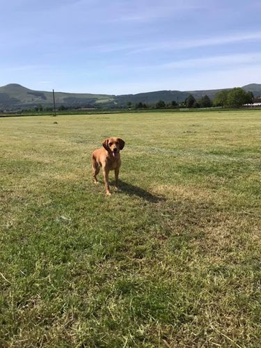 Ascot gundogs & Secure Dog Play Park — secure dog field in Cupar