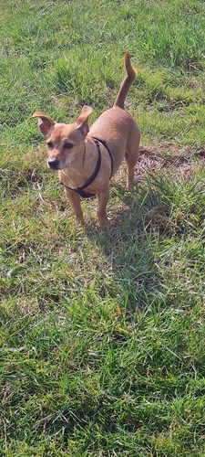 Paws At Manor Farm — secure dog field in Wallingford