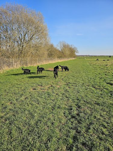Packington Meadow — secure dog field in Ashby-de-la-Zouch