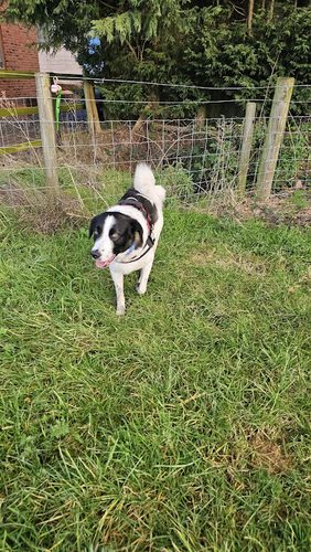 Horsepool Farm Dog Park — secure dog field in Halesowen