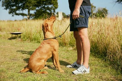 Paw Paddock - Horsham — secure enclosed dog field in Horsham, West Sussex