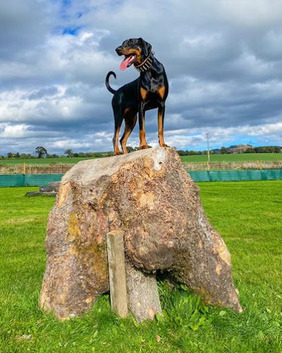 The Scurry — secure dog field in Auchterhouse Country Sports