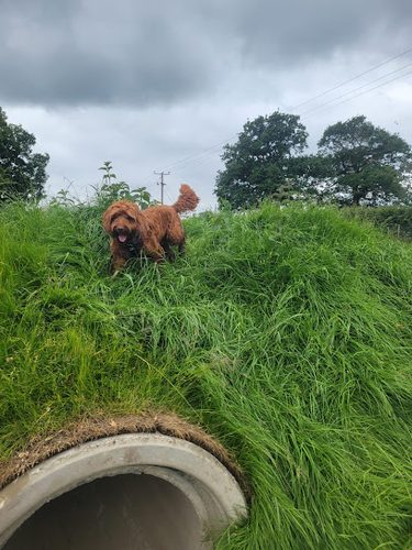 Isle Dog Exercise Paddock — secure dog field in Shrewsbury
