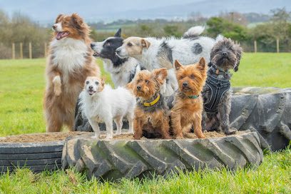 Yap Land Dog Park — secure dog field in Llanfairpwllgwyngyll