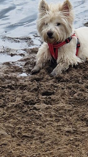 Mount Pleasant Dog Field — secure dog field in Goole