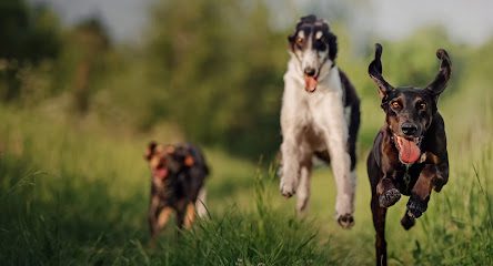 Windhover Walkies — secure dog field in Southend-on-Sea