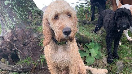 Brynn Secure Play Paddock — secure dog field in Saint Austell