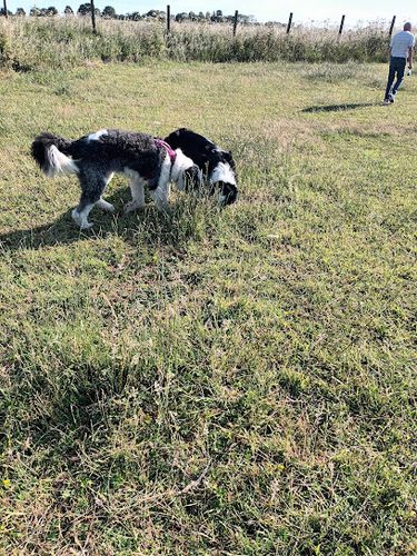 Bilsby Dog Field — secure dog field in Alford