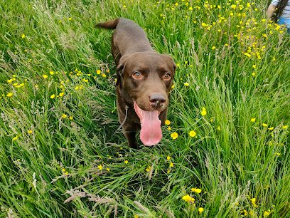 A Dogs Biz Recreation and Wellbeing Centre Ltd — secure dog field in Chessington