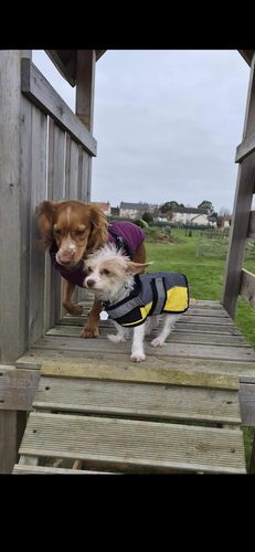 Paddocks Freedom Field — secure dog field in Skegness