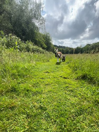 Islwyn Secure Dog Walking Field — secure dog field in Pontgam