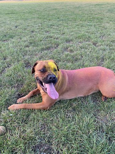 Barkers Paddock — secure dog field in Whitchurch