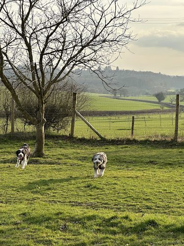 Paws Meadow Hampshire — secure dog field in Paws