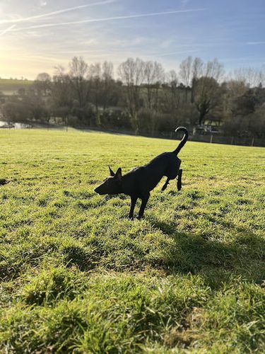 Buddy & Beau Dog Fields — secure dog field in Banbury
