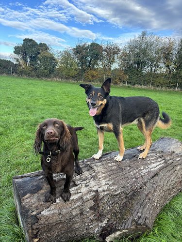 Bromyard Dog Field — secure dog field in Bromyard