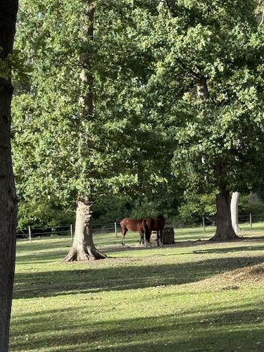 Terrific Bark Park — secure dog field in Slough