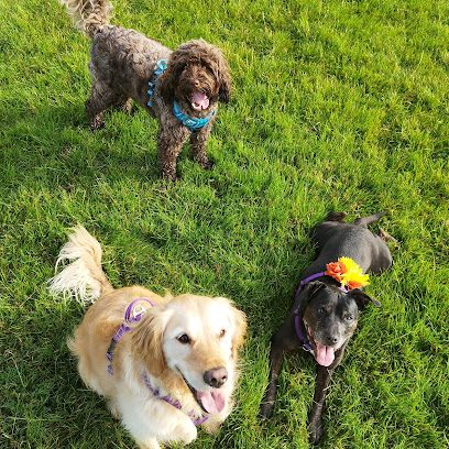 West Oxford Dog Fields — secure dog field in Kidlington