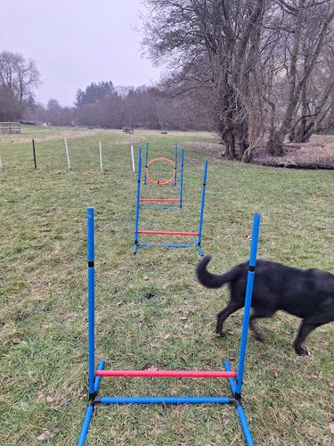 Ty Nant Dog Walking Meadow and Bird Hide — secure dog field in Presteigne