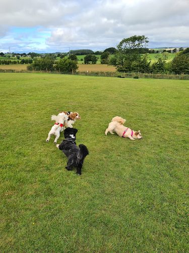 Wag&Run — secure dog field in Mauchline