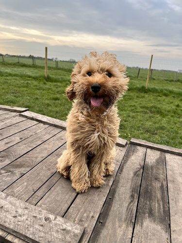 Midge Hall Secure Dog Field — secure dog field in Leyland