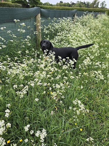 Horton Corner Dog Walking Field — secure dog field in Leighton Buzzard LU7