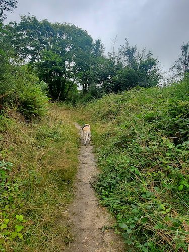 Kernow trail — secure dog field in Saint Austell