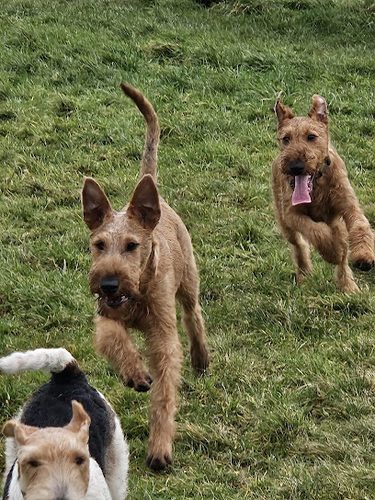Ashdown Dog Paddock — secure dog field in Hungerford
