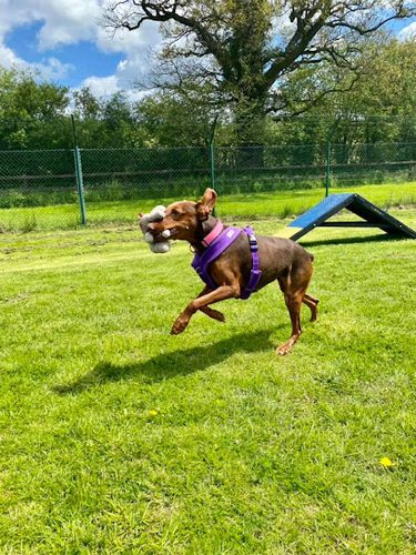 Paddock Hire at NAWT Berkshire — secure dog field in Hungerford