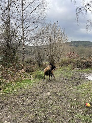 Paws and Play Paddock at Leashaw Farm — secure dog field in Matlock