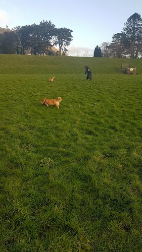 Trefriw Dog Park — secure dog field in Trefriw