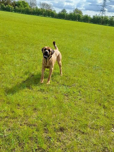 Off Lead Sleaford — secure dog field in Sleaford