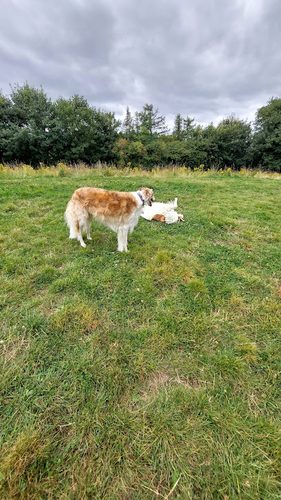 Bowcliffe Dog Enrichment Park — secure dog field in Wetherby