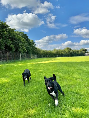 Walkies Dog Field — secure dog field in Radstock