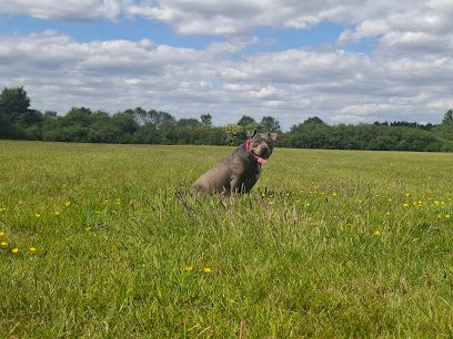 Mutleys Crew — secure dog field in Keston