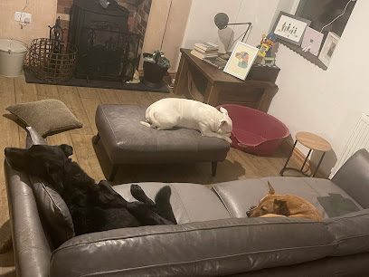 Optimistic Dogz — secure dog field in Pontlliw