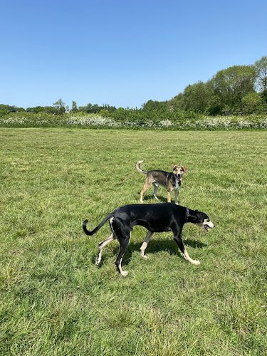 Pawsome Pasture — secure dog field in Derby
