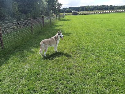 Let The Dogs Run — secure dog field in Wakefield