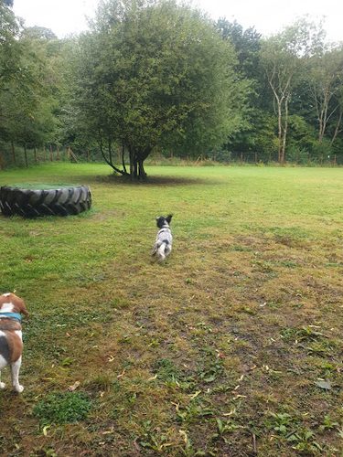 Fidos Secure Dog Field — secure dog field in Canterbury