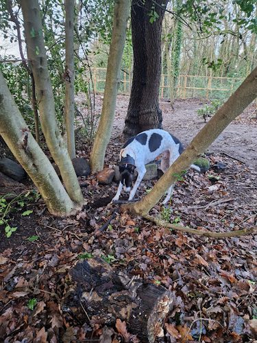 The Secret Garden Dog Park — secure dog field in Pudsey