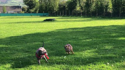 Ffynnone Dog Field — secure dog field in Boncath