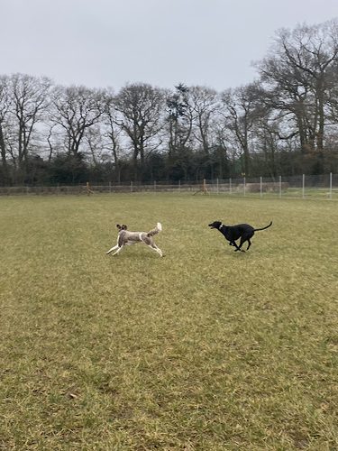 The Grange Dog Park — secure dog field in Market Rasen
