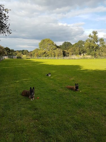 HoundaboutMK - Enclosed Dog Exercise Field — secure dog field in Milton Keynes