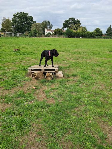 Dogs Jump for Joy — secure dog field in Woking
